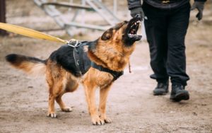 san diego temecula riverside oceanside dog bite lawyer