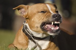 Oceanside CA dog bite lawyer