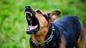 Meridian Dog Bite Attorney