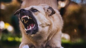 Nampa Dog Bite Attorney