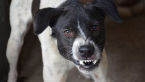 Twin Falls Dog Bite Attorney