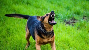 Caldwell Dog Bite Attorney