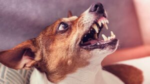 Average Dog Bite Settlement in California