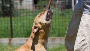 Idaho Falls Dog Bite Attorney