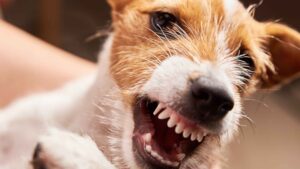 Average Dog Bite Settlement in Idaho