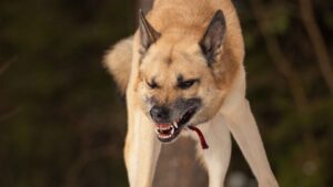 Rathdrum Dog Bite Attorney