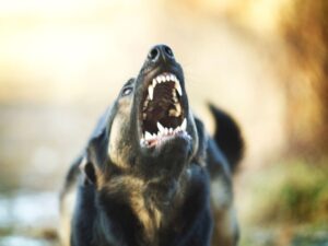 Hemet Dog Bite Attorney