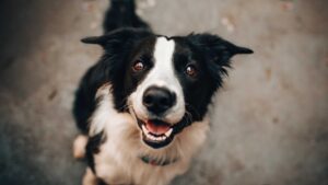 San Clemente Dog Bite Attorney
